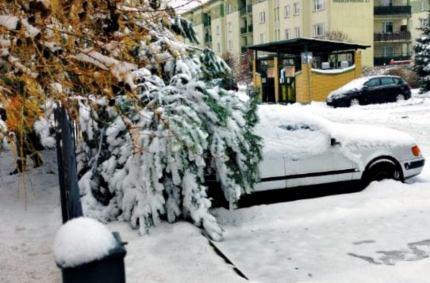 złamanie konaru sosny pod ciężarem śniegu